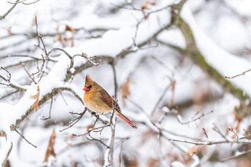 Closeup of one female red orange northern cardinal Cardinalis bird perching on tree branch during winter snow in northern Virginia