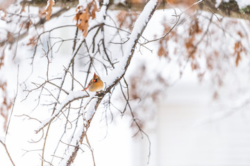 One female red orange northern cardinal Cardinalis bird perching distant far on tree branch during winter snow in northern Virginia