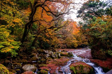 菊池渓谷の紅葉