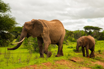 .African elephant with elephant baby in the wild in the savannah in africa. Elephants on the background of African flora in Kenya national park