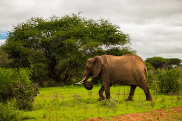 .African elephant with elephant baby in the wild in the savannah in africa. Elephants on the...