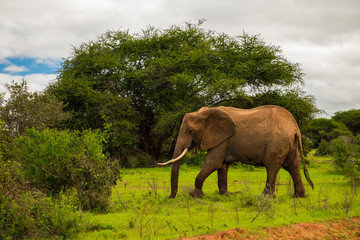 Fototapeta premium .African elephant with elephant baby in the wild in the savannah in africa. Elephants on the background of African flora in Kenya national park