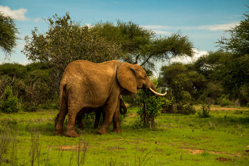 African elephant  mother with the elephant baby in the wild in the savannah in africa.
