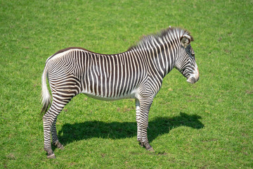 Fototapeta na wymiar Zebras are several species of African equids,horse family, united by their distinctive black-and-white striped coats