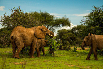 Plakat African elephant mother with the elephant baby in the wild in the savannah in africa.