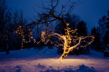 Long led string Christmas lights illuminated and hanging on home garden apple tree in snowy winter...