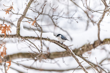 White-breasted nuthatch single bird on tree during winter snowflakes snow covered oak tree in Virginia white background autumn winter or spring