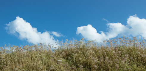 green plants and blue sky
