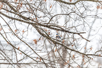 Blue jay, Cyanocitta cristata, one bird sitting perching on oak tree branch during winter covered in snow in Virginia holding eating peanut in shell