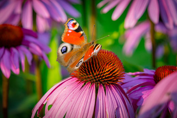 Close-up of Peacock butterfly on purple flower with green background