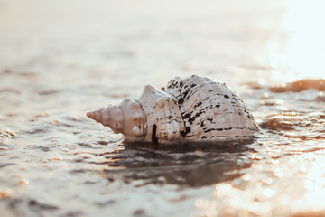 Sea shell on sand as background.