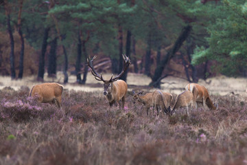 red deer, Cervus elaphus