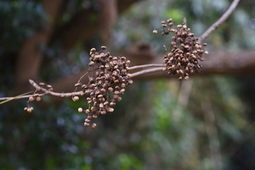 Japanwse wax tree fruits / Japanese wax collected from Japanese wax tree fruits is used as a raw material for japanese candles,pomades,soaps,and crayons.