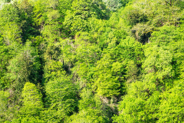 Fototapeta na wymiar Thick green forest on the hillside. Spring colors in the mountain forest.