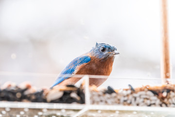Low angle view of wet blue bluebird one bird sitting perching on plastic glass window feeder perch on rainy day eating mealworms in Virginia