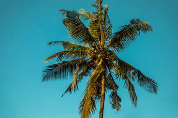 Fototapeta na wymiar .top of a coconut tree bottom view with ripe coconuts and large green leaves against a blue cloudless sky in fine sunny warm weather in the tropics in Africa
