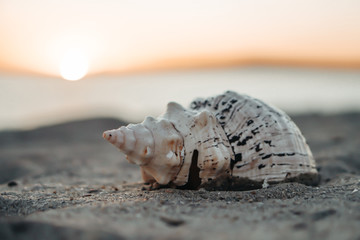 Sea shell on sand as background.