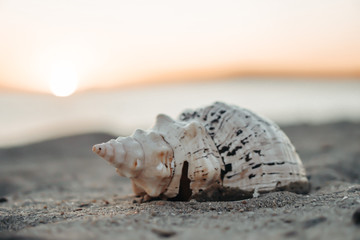 Sea shell on sand as background.