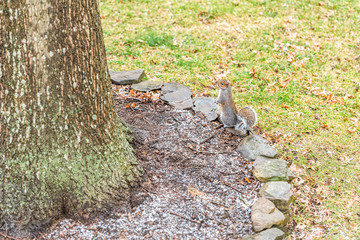 One brown funny grey squirrel standing upright by thick tree trunk in Virginia by lawn grass in backyard