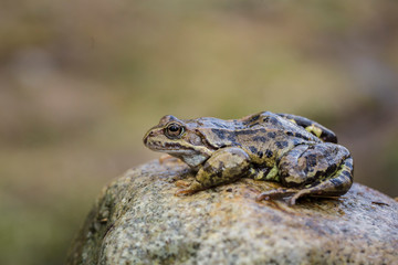 Common frog Rana temporaria