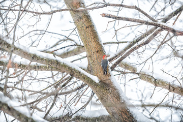 One single male Red-bellied Woodpecker bird perching holding peanut on tree trunk far distant during winter spring snow in Virginia
