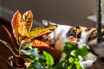 Calico cat sleeping in sunlight by window of house hiding behind croton red plant in room - Powered by Adobe