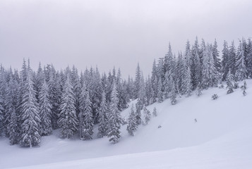 Fototapeta na wymiar Snow-covered trees on a hillside during a snowfall.