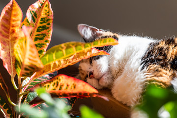 Calico cat closeup sleeping in sunlight by window of house hiding behind croton red plant in room © Kristina Blokhin