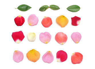 Rose petals and leaves isolated on a white background. Collection and creative flora concept. Flat lay, top view