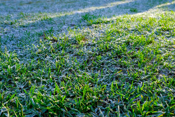 Fototapeta na wymiar The first frosts on the green grass in the autumn morning.