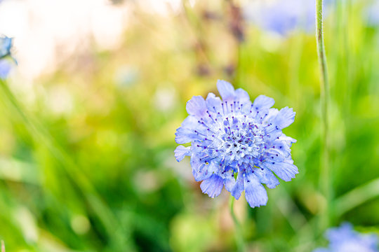 Macro closeup of one Scabiosa columbaria butterfly blue pincushion flower in Colorado garden with blurry background showing texture of petals
