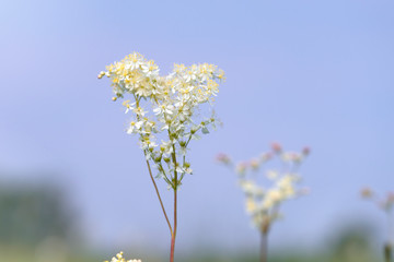 Dropwort  against the sky. Filipendula vulgaris or fern-leaf dropwort. Flowering meadow. Place for text.