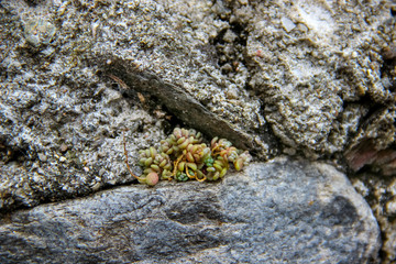 Closeup of an ancient wall made of natural rocks with sedum plants between blocks