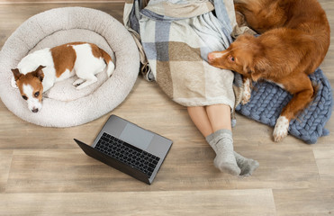 Two dogs with a girl working on a laptop at home. Nova Scotia Duck Tolling Retriever and a Jack...