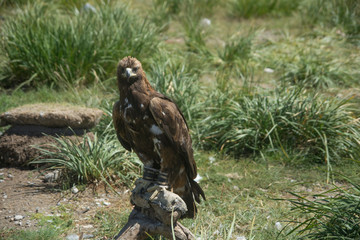 Golden eagle in Mongolia