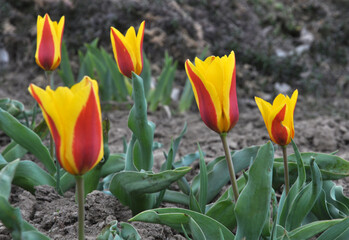 Spring flowering tulips kaufmanniana