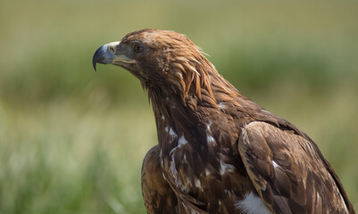 Golden eagle in mongolian steppe