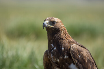 Golden eagle in mongolian steppe