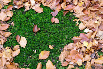 Autumn leaves and green moss in sunshine
