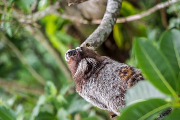 Common Marmoset Monkey (Callithrix Jacchus) In Amazon Rainforest. Cute Curious Wild Monkey With Furry Ears In Jungle Near Sugarloaf Mountain, Rio De Janeiro, Brazil.