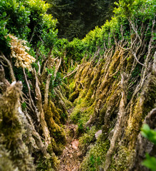 Dense green plants closeup view