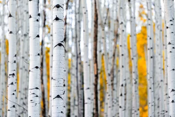 Fototapeten Colorado Berge Laub im Herbst fallen auf Castle Creek Panoramastraße mit bunten gelben Blättern auf amerikanischen Espen Baumstämmen Wald im Vordergrund © Kristina Blokhin