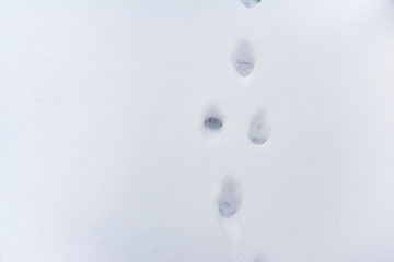 animal tracks in the snow