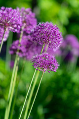 Fototapeta premium beautiful blooming spring purple pink flower on a sunny day in the park