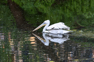 pelicans in the pond, birds on the water surface