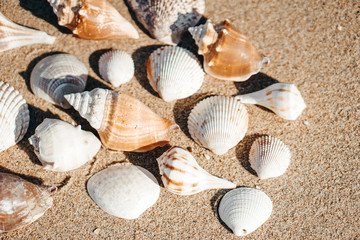 Sea shell on sand as background.