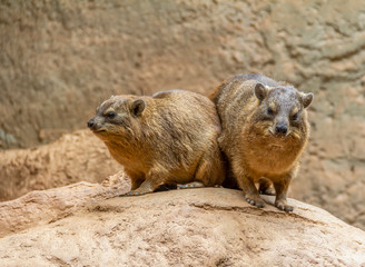 rock hyrax in stony ambiance