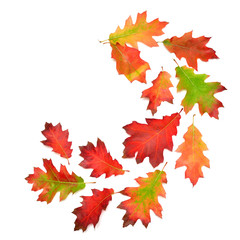 Collection of oak autumn falling leaves isolated on white background. Red, green and yellow leaf. Top view, flat lay