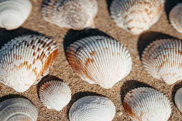 Sea shell on sand as background.
