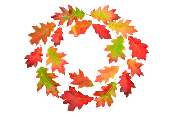 Wreath of oak autumn falling leaves isolated on white background. Collection red, green and yellow leaf. Top view, flat lay